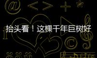 抬头看�！这棵千年巨树好高