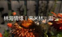 林海情缘丨来米林，逛一逛“春风桃夭宴” ！