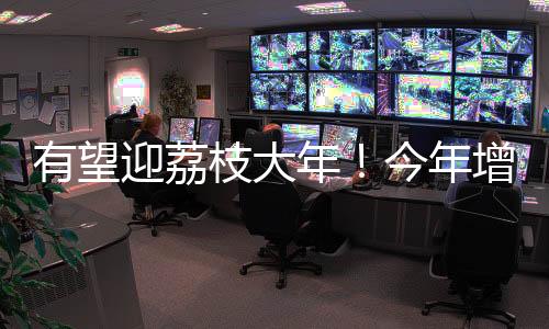 增城桂味、有望迎荔近日