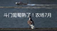 斗门葡萄熟了�！农场7月底开放采摘，大量黑夏、阳光玫瑰摘到8月！