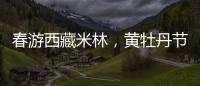春游西藏米林	，黄牡丹节这样玩！