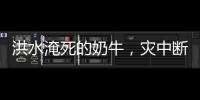 洪水淹死的奶牛，灾中断裂的生计