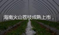 海南火山荔枝成熟上市�，“甜蜜季”开启
