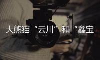 大熊猫“云川”和“鑫宝”将赴美	，期限10年