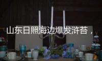 山东日照海边爆发浒苔，游客称有恶臭味，当地回应正组织打捞
，专家解读影响和治理