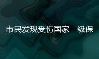 市民发现受伤国家一级保护动物绿海龟，珠海多部门联动接力救助→