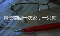 带宠物回一次家，一只狗要比一只猫多花多少钱？｜春节账单④