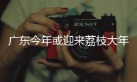 广东今年或迎来荔枝大年，产量有望比去年激增三到四成