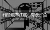 雅鲁藏布江底，有条“鱼”在凝望沙的迁徙