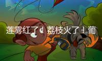 莲雾红了�！荔枝火了	！葡萄熟了......金湾“甜蜜夏季”开启�！