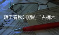 萌于春秋时期的“古楠木王”被盗割，11人获刑