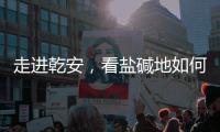 走进乾安，看盐碱地如何被炼成“肥田”