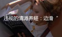 违规的清滩养蛏
：边滑“泥橇”边下农药