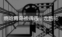 鹿晗青岛被偶遇，走路驼背高低肩像老头
，未戴口罩买奶茶浑身松弛