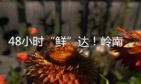 48小时“鲜”达�！岭南荔枝香飘迪拜