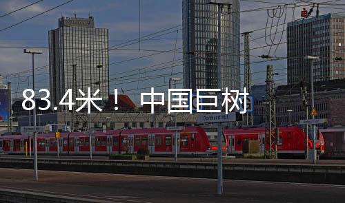 在确定树桩中心点位置后