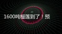 1600吨榴莲到了！预计本月中下旬降价