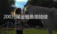 200万尾金鲳鱼苗陆续游进大海！预计产出1000吨！